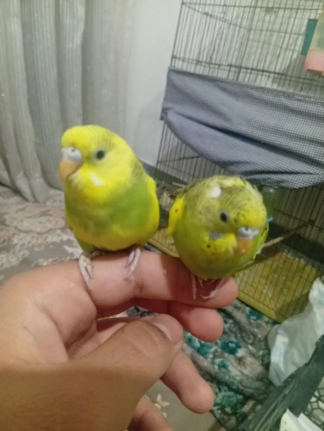 فروش 2 عدد مرغ عشق نیمه دستی  دونه ای150|پرنده|مهدی شهر, |دیوار