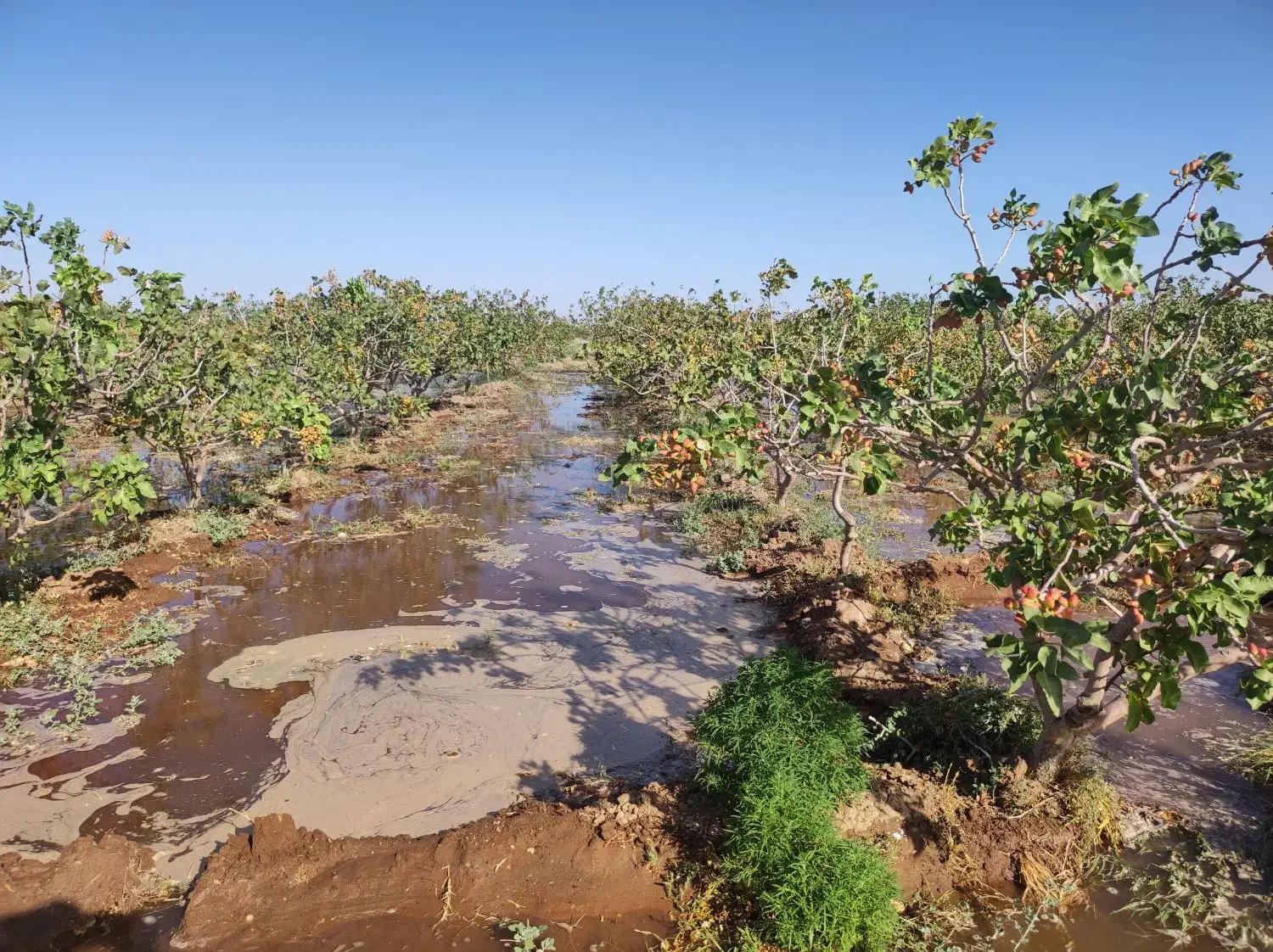 باغ پسته 25 ساله|فروش دفتر صنعتی، کشاورزی، تجاری|نیشابور, دربقاضی|دیوار