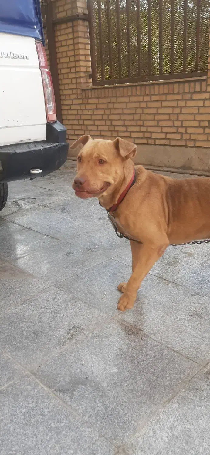 سگ پیتبول|سگ|قرچک, شهرک صنعتی قرچک|دیوار