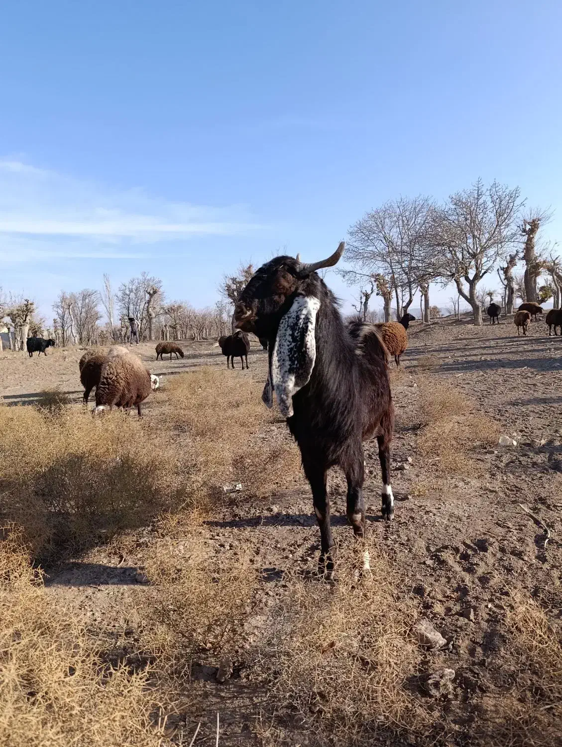 بزغاله نر پاکستانی لنگ ۳ قلو از مادر شیرا|حیوانات مزرعه|تربت‌حیدریه, شهرک ولیعصر|دیوار