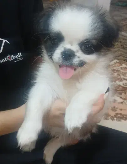 فروش|سگ|ورامین, ورامین|دیوار