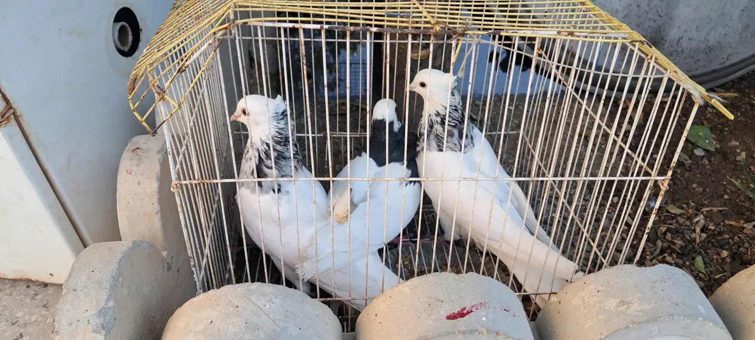 طوقی|پرنده|دهدشت, |دیوار