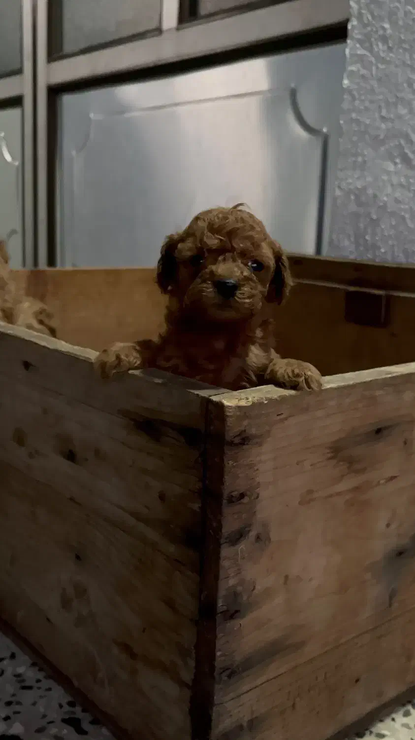 واگذاری سگ تاینی توی پودل|سگ|آمل, |دیوار