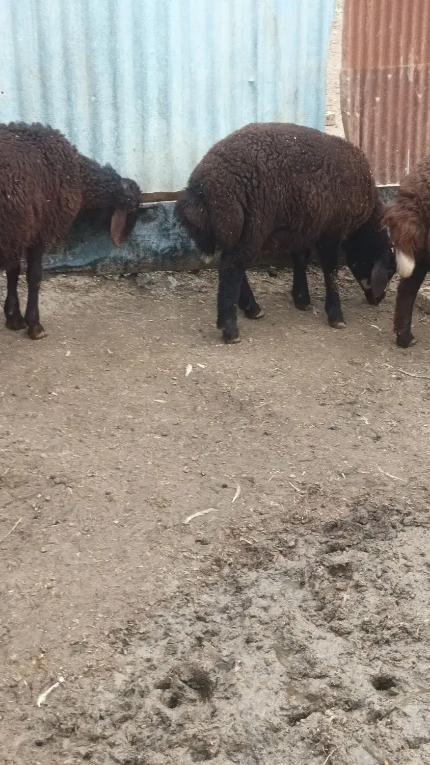 بره نر|حیوانات مزرعه|تاتار علیا, |دیوار