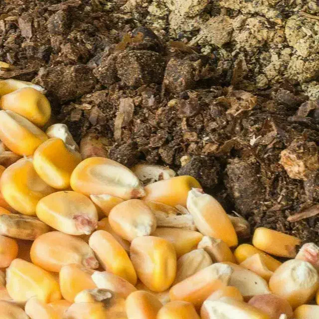 تفاله چغندر|خدمات پیشه و مهارت|اردبیل, |دیوار