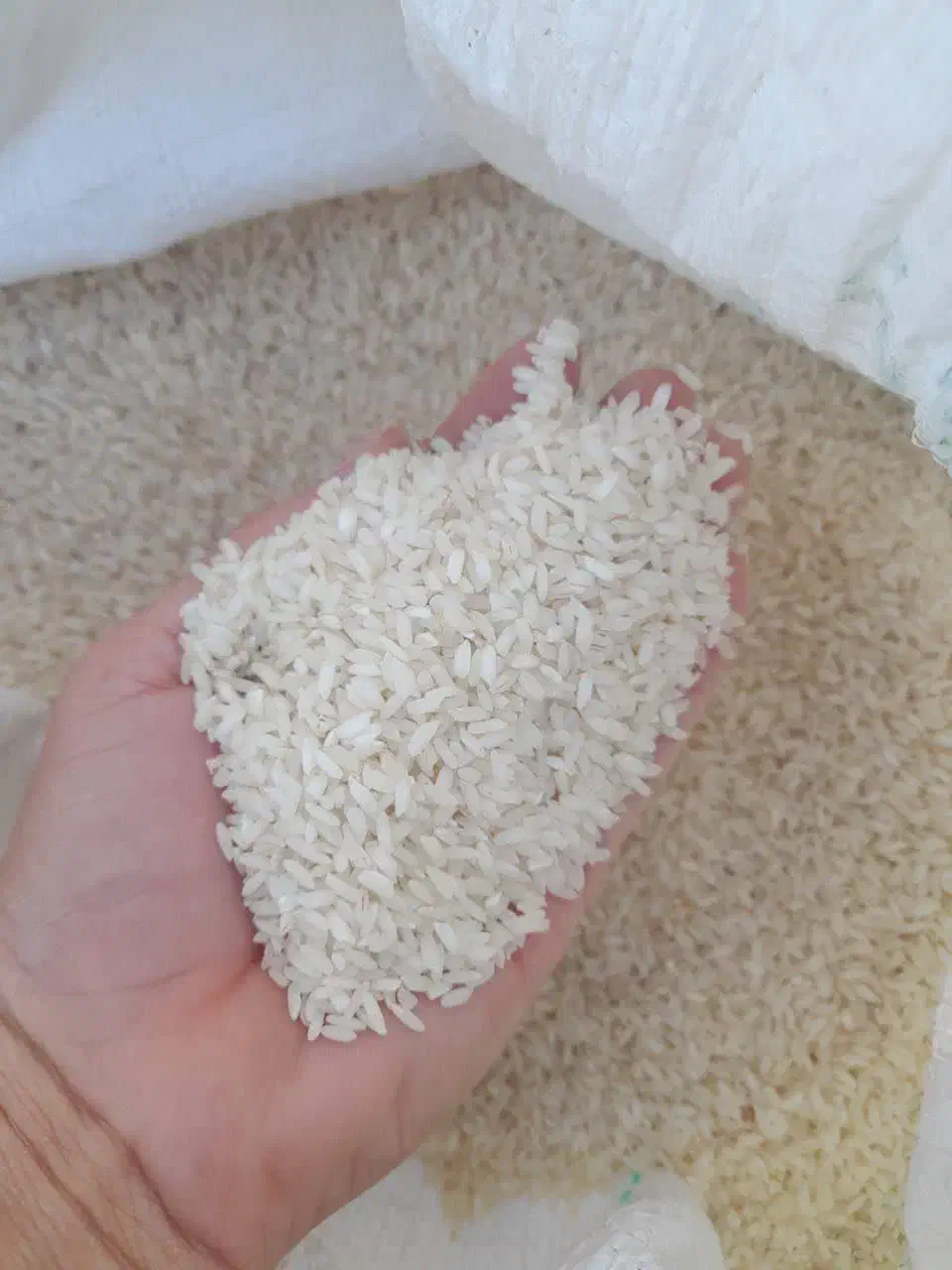 برنج چمپای میداوود ـ سرله ـ دوگچه وو|خوردنی و آشامیدنی|اهواز, کوی مهدیس|دیوار