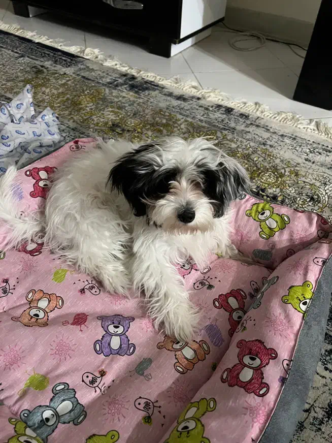 پودل کراس کوچولو|سگ|طرقبه, |دیوار