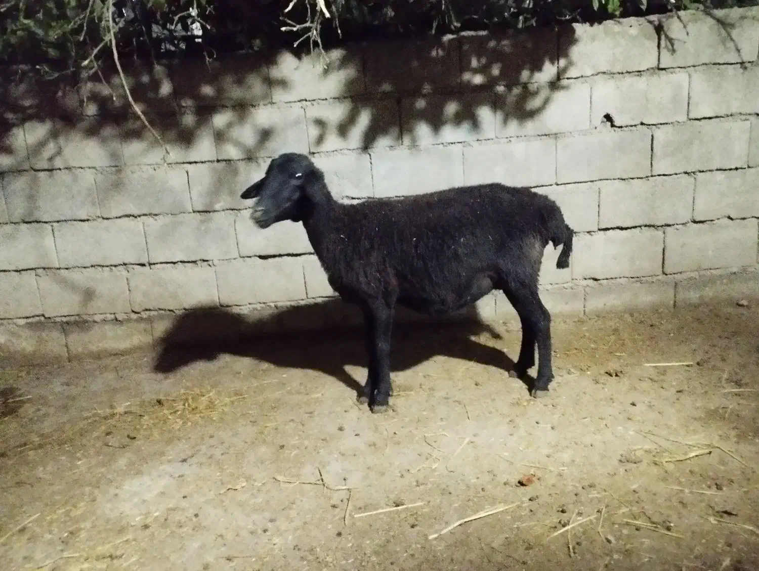 دو عدد گوسفند|حیوانات مزرعه|گنبد کاووس, |دیوار