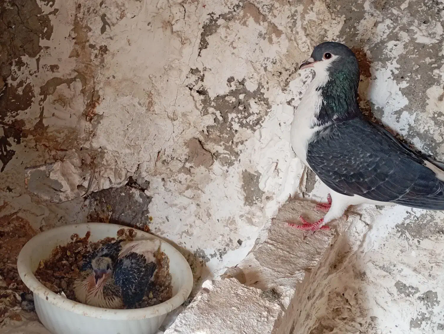 کبوتر|پرنده|آبیک, |دیوار