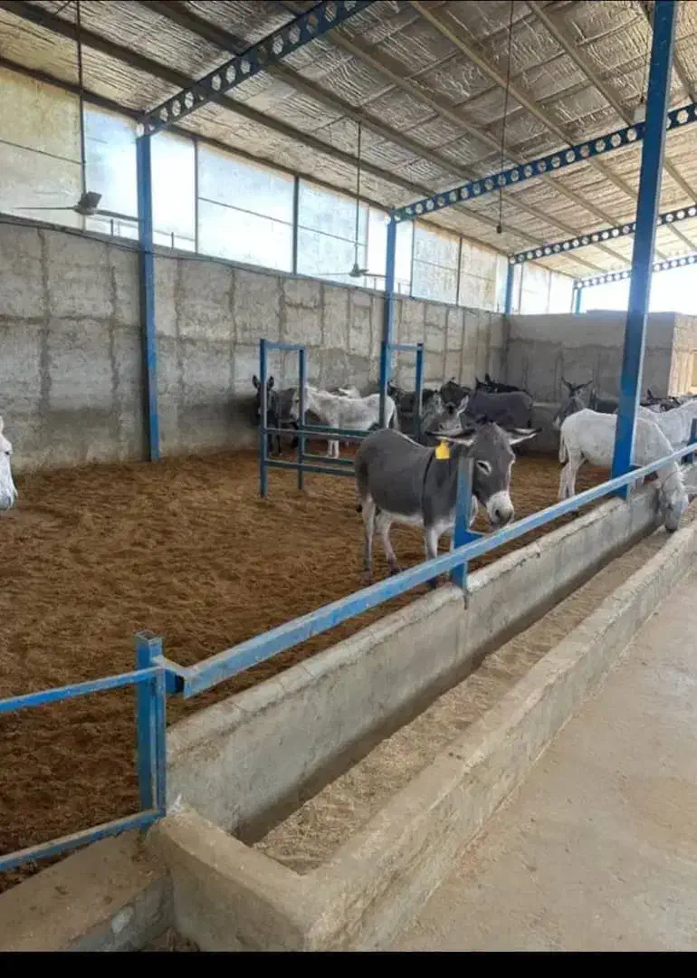 شیرالاغ تازه(شیر الاغ شیرخرشیر خر)دوشیدن درحضورشما|خوردنی و آشامیدنی|خمینیشهر, |دیوار