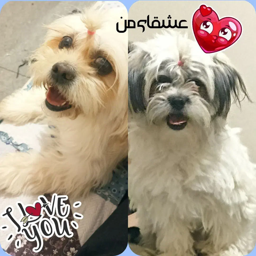 واگذاری دو سگ شیتزو فوری تا اخرهفته|سگ|مشهد, حضرت حجت|دیوار