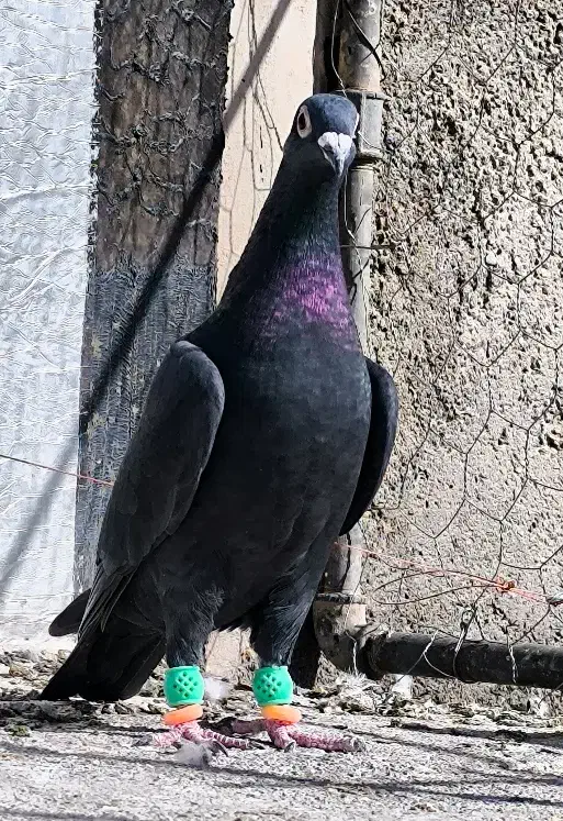 زاغ کرمونی عطیقه|پرنده|قائن, |دیوار