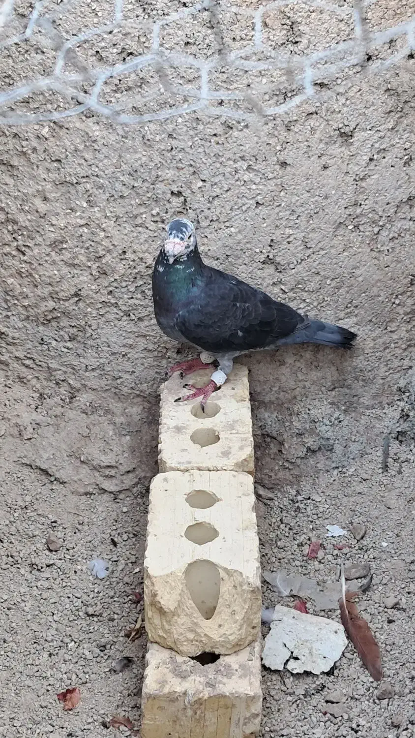 کبوتر|پرنده|بوشکان, |دیوار