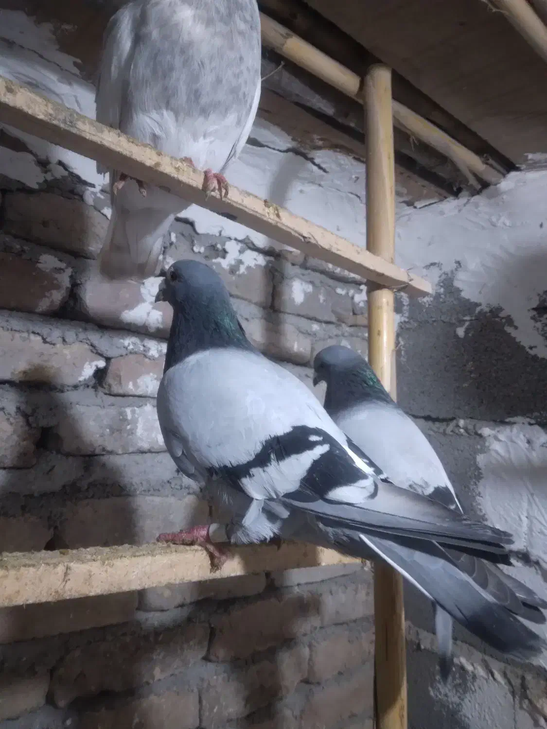 کبوتر مسافتی نژاد گابی|پرنده|خان ببین, |دیوار