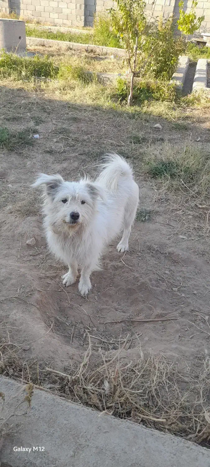 سگ پامرشیتزو نر|سگ|خوی, |دیوار