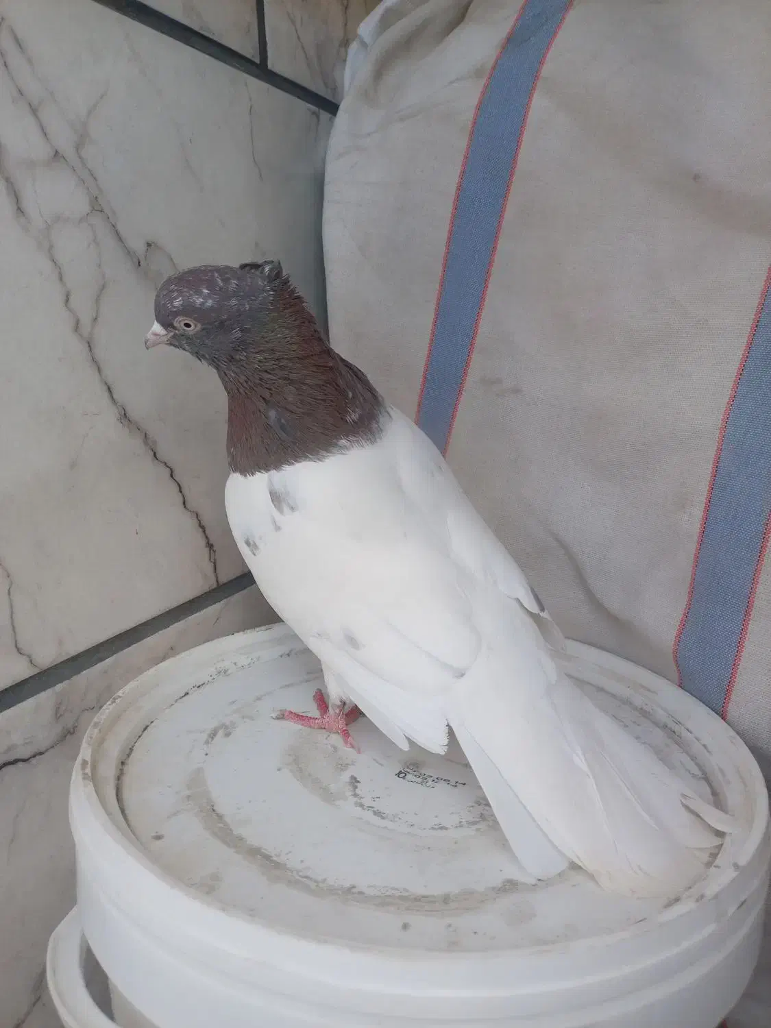 کبوتر کل ای|پرنده|برخوار, |دیوار