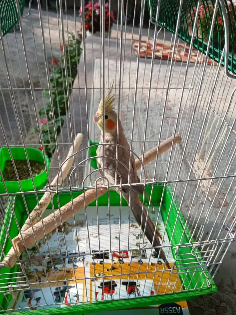 عروس هلندی ماده بالغ|پرنده|صومعه‌سرا, |دیوار