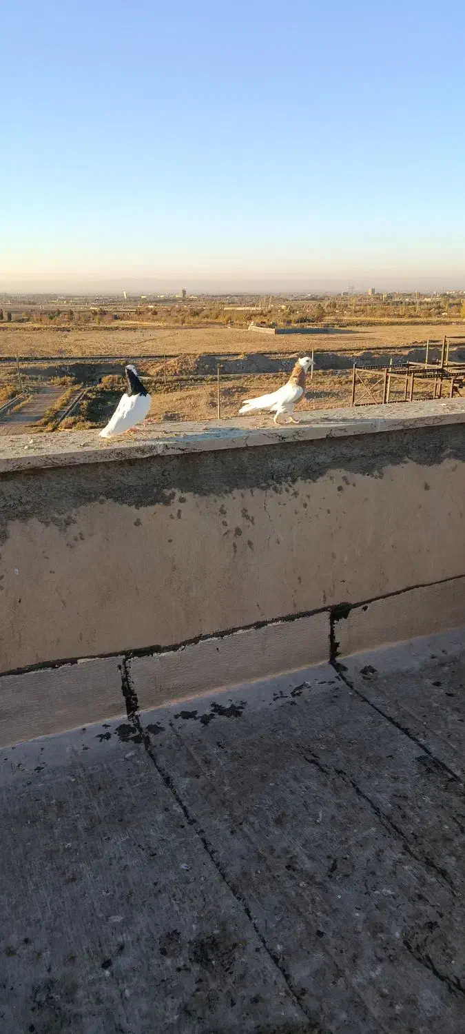 جفت نر پرنده طوقی|پرنده|قزوین, |دیوار