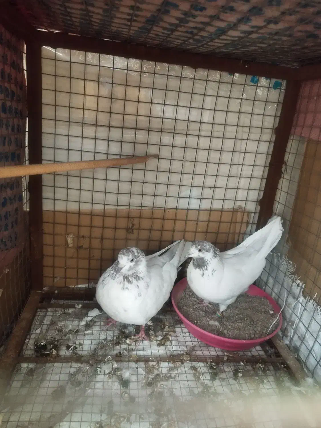 کله برنجی تیره قدیم یزدی|پرنده|یزد, |دیوار