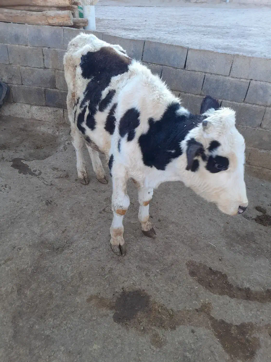 گوساله نر|حیوانات مزرعه|شیرین‌سو, |دیوار