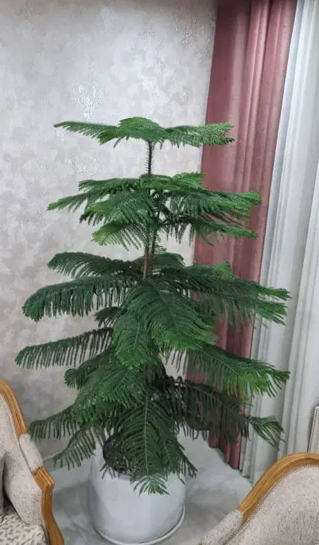 کاج مطبق|گل و گیاه طبیعی|پردیس, فاز ۱۱|دیوار