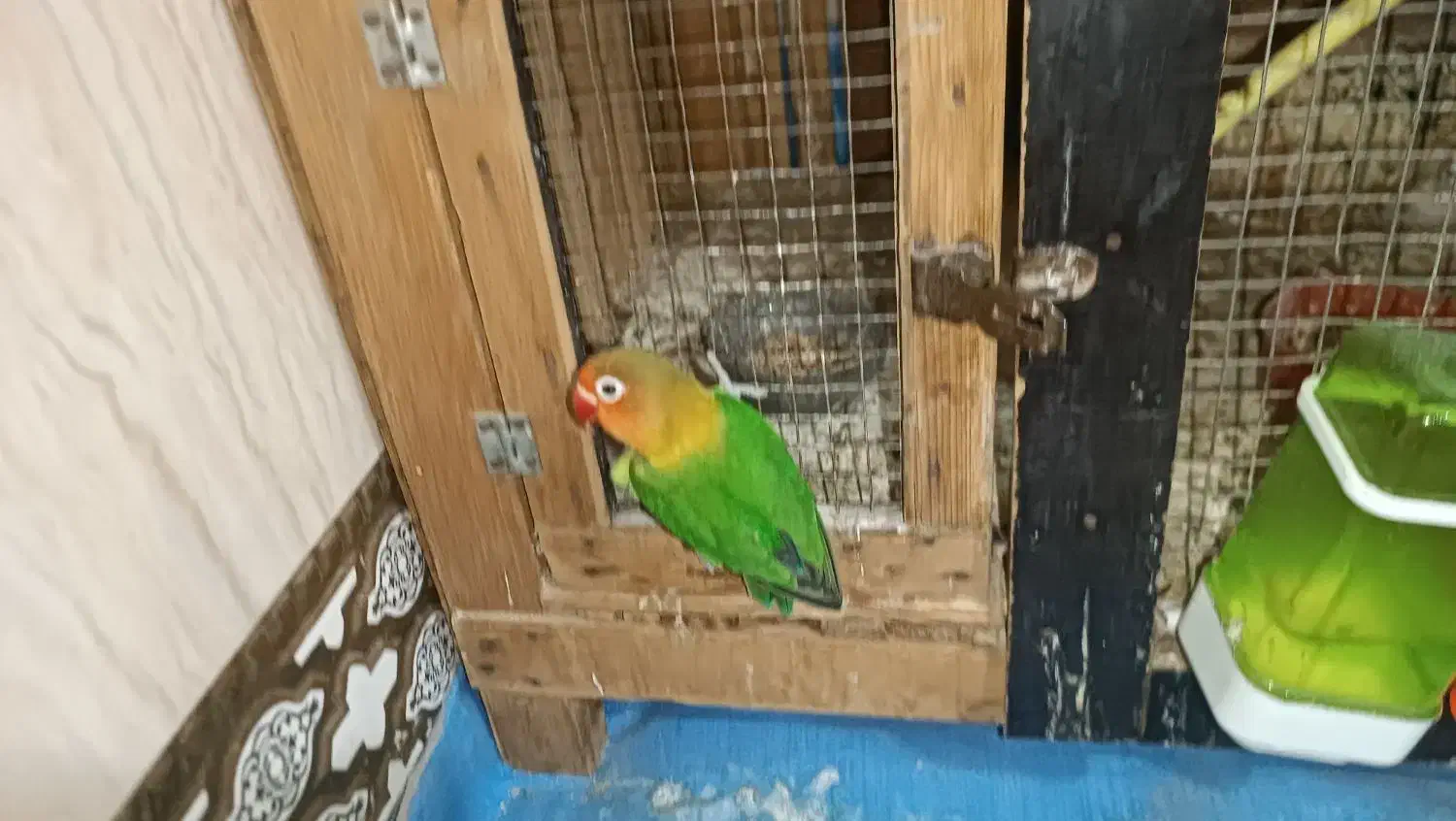 یک جفت کوتوله|پرنده|زهک, |دیوار