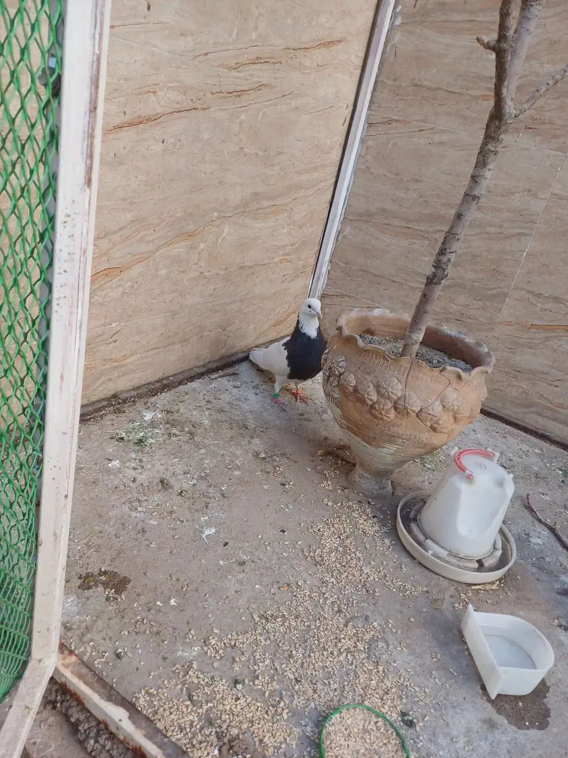 کفترطوقی|پرنده|ساوه, |دیوار