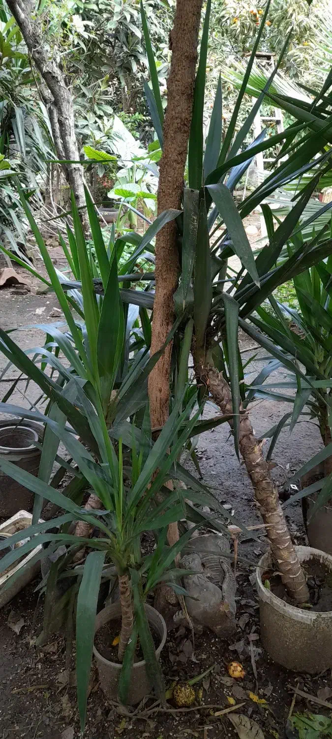 گیاه یوکا|گل و گیاه طبیعی|لاهیجان, خالو باغ|دیوار