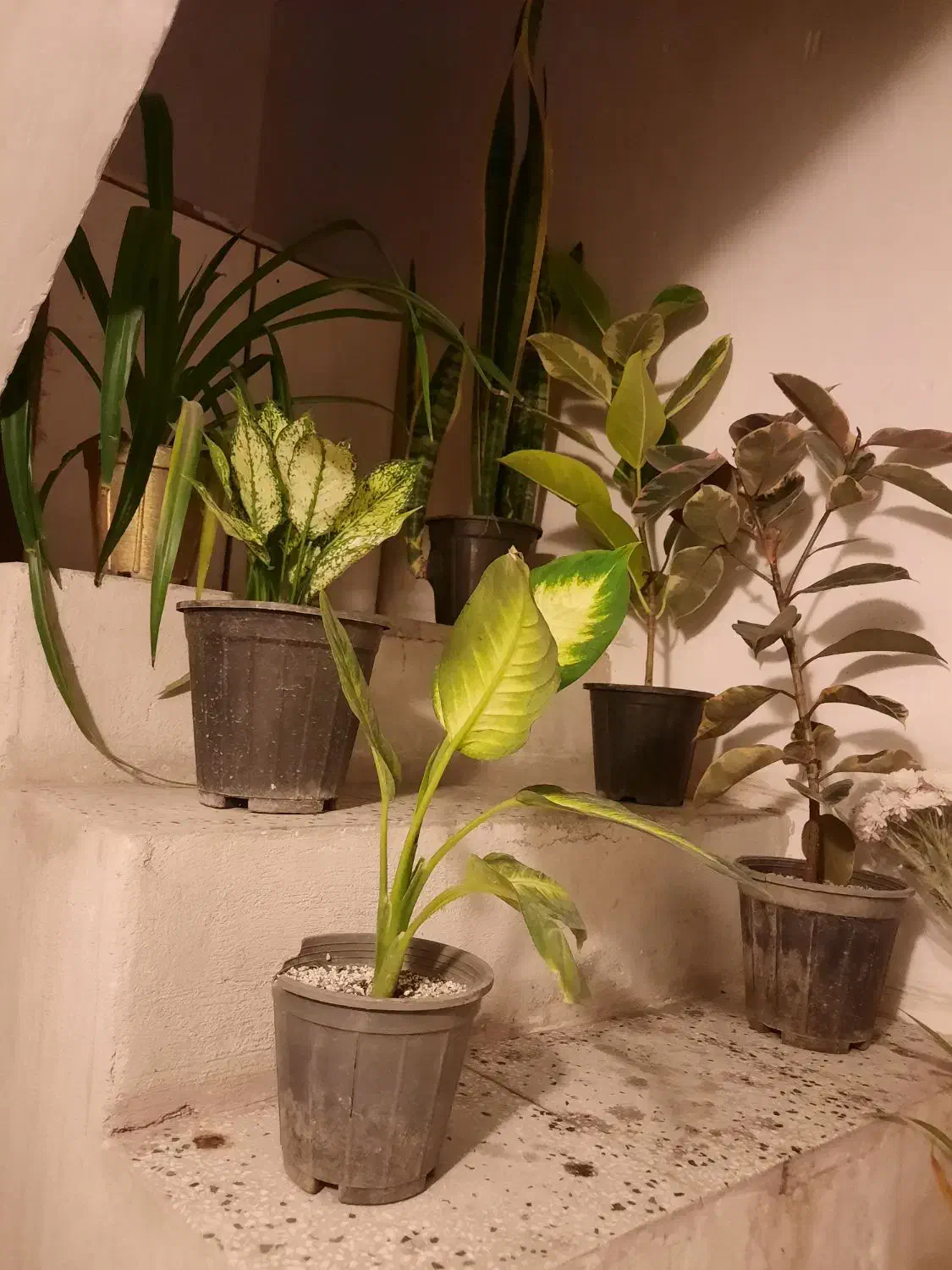 گل ها سالم وسروحال|گل و گیاه طبیعی|نیشابور, شهرک اندیشه|دیوار