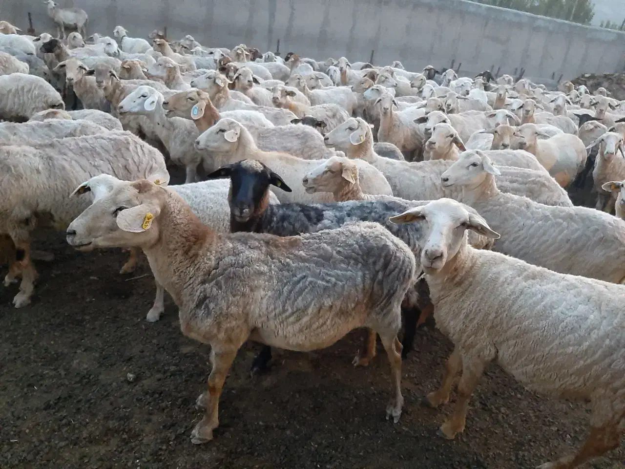 استخدام نیروی کار جهت انجام کار دامداری کلور|استخدام سرایداری و نظافت|خلخال, |دیوار