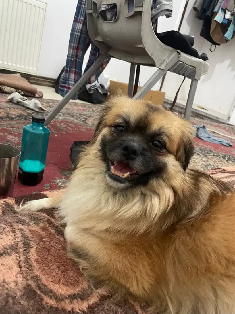 واگذاری نژاد اصیل اسپانیل تبتی/بدون کوچکترین صدا|سگ|یزد, |دیوار