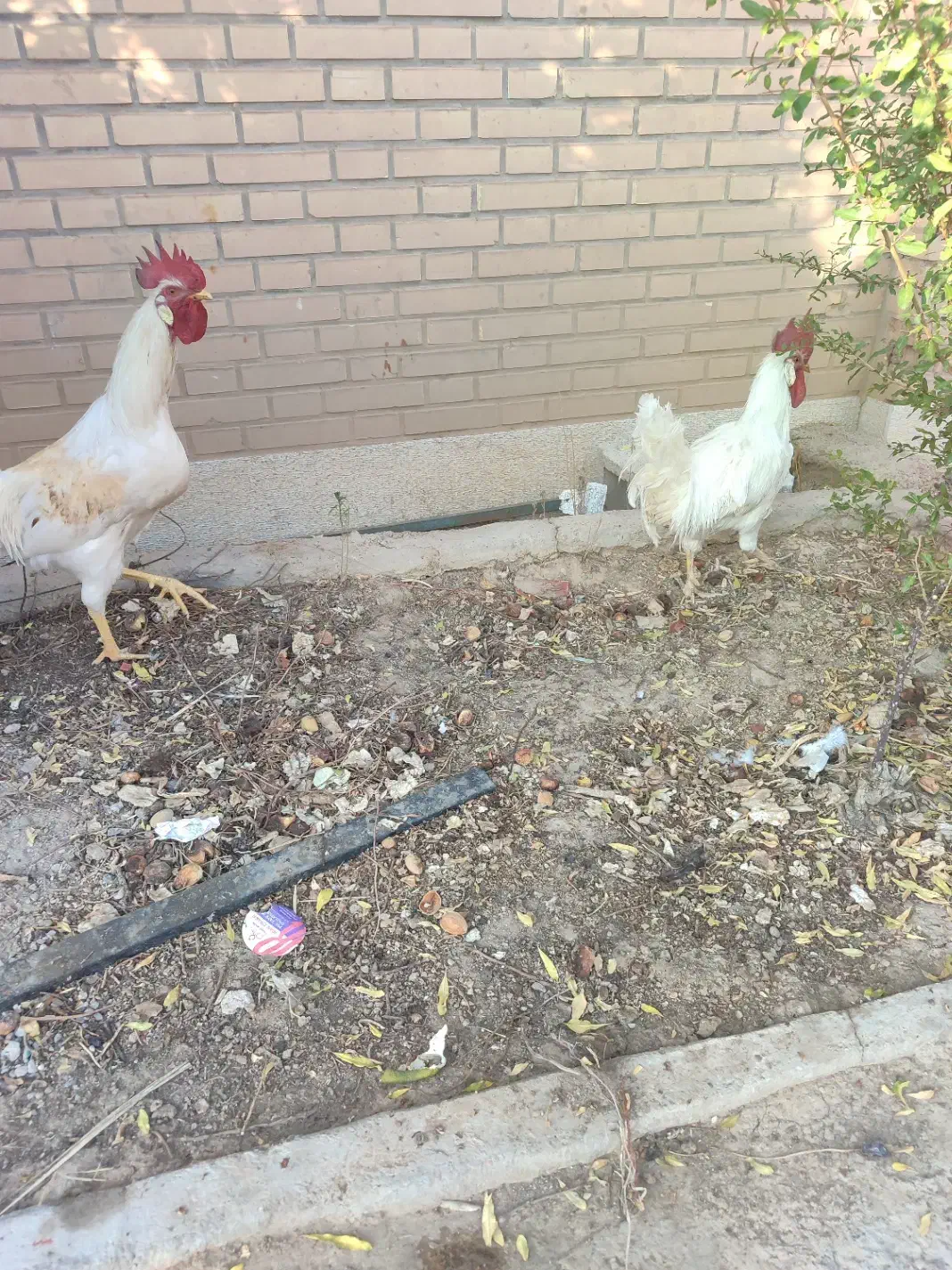 خروس فروشی|حیوانات مزرعه|زرقان, |دیوار