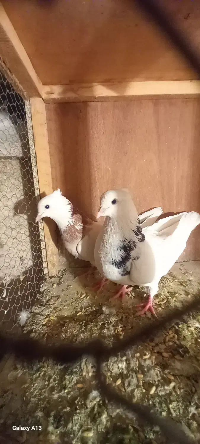 کبوتر|پرنده|ماهدشت, |دیوار