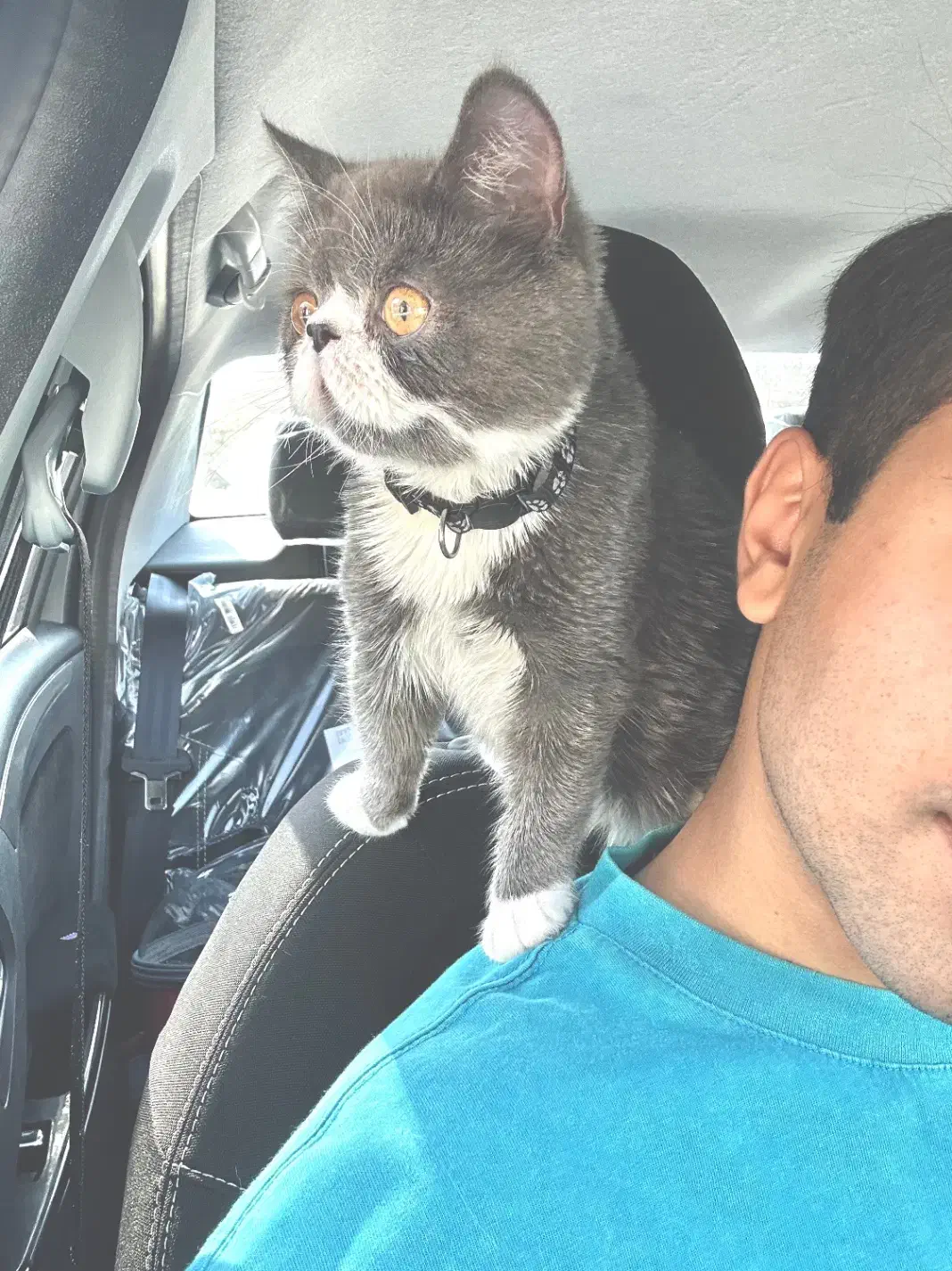 واگذاری|گربه|بیرجند, |دیوار