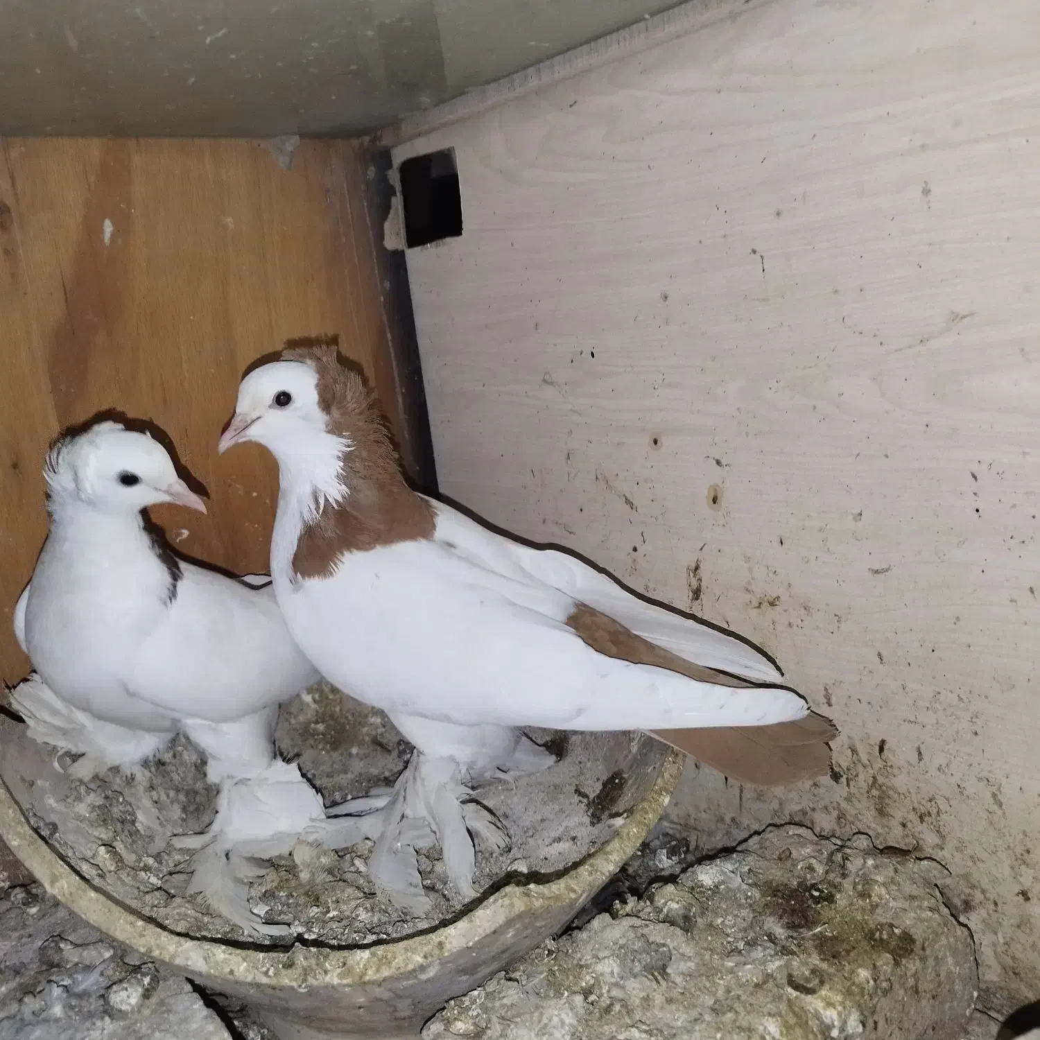 یک جفت قرمز گوز و تعدادی آغ پارپارلی|پرنده|تبریز, |دیوار