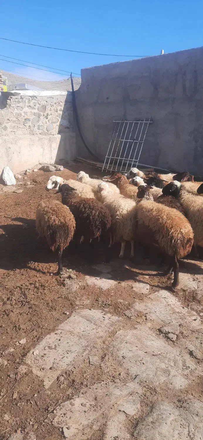 میش|حیوانات مزرعه|قروه, |دیوار