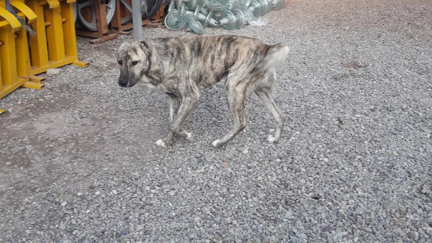 واگذاری سگ|سگ|قزوین, |دیوار