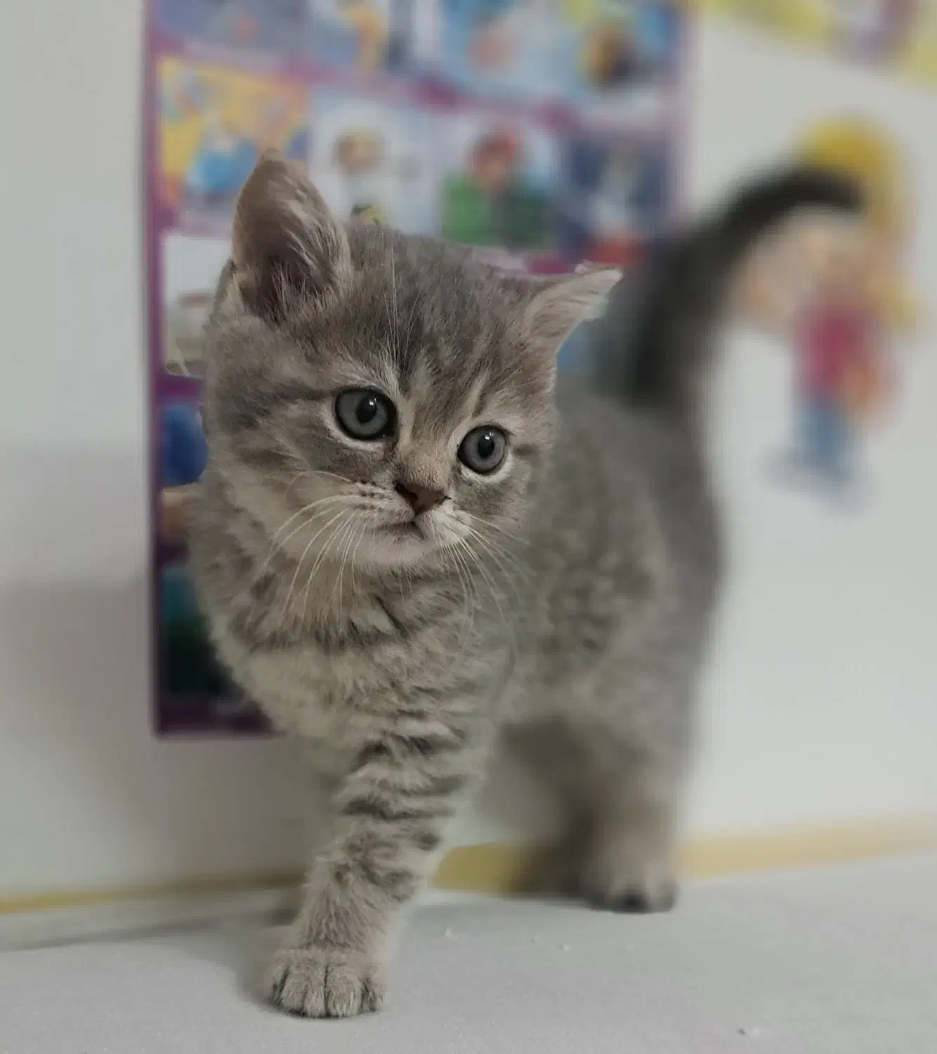 گربه اسکاتیش|گربه|شیراز, زرهی|دیوار