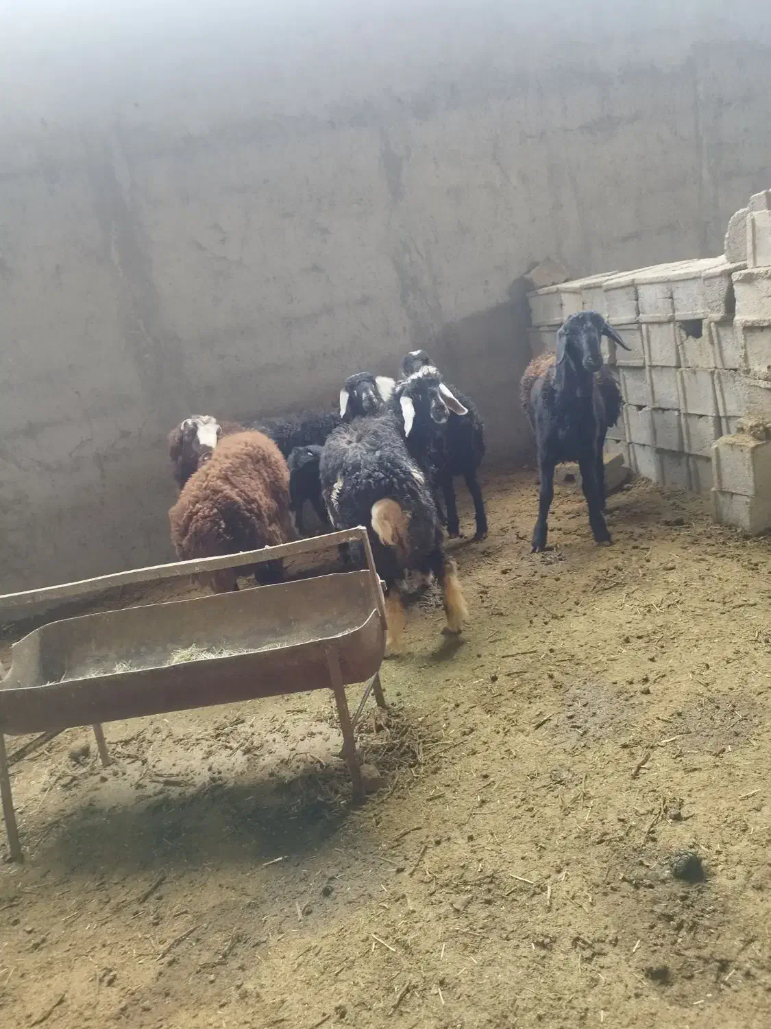بره میش گوسفند|حیوانات مزرعه|نجف‌آباد, حومه نجف آباد|دیوار