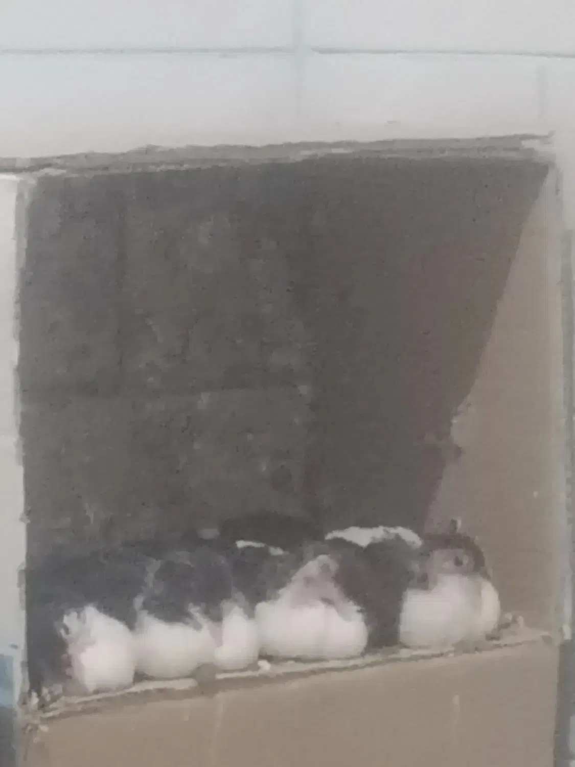 جوجه کبوتر برا دستی کردن|پرنده|زرند, |دیوار