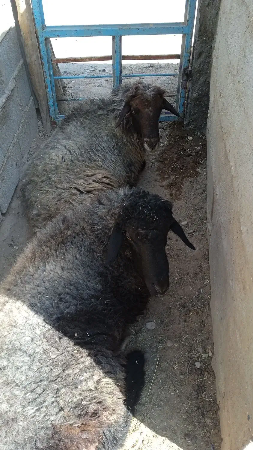 کاوه قوچ افشار|حیوانات مزرعه|چیتاب, |دیوار