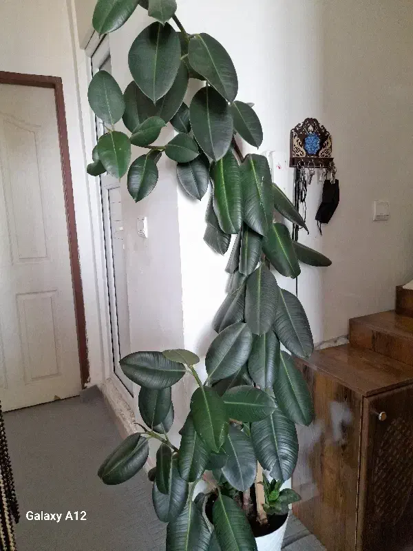 گل و گیاه های خانگی|گل و گیاه طبیعی|نمین, |دیوار