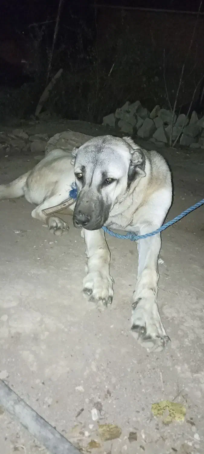 ماده سرابی ۱۱ ماهه|سگ|گرمی, |دیوار