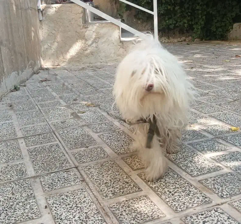 سگ پاپی|سگ|اقلید, |دیوار