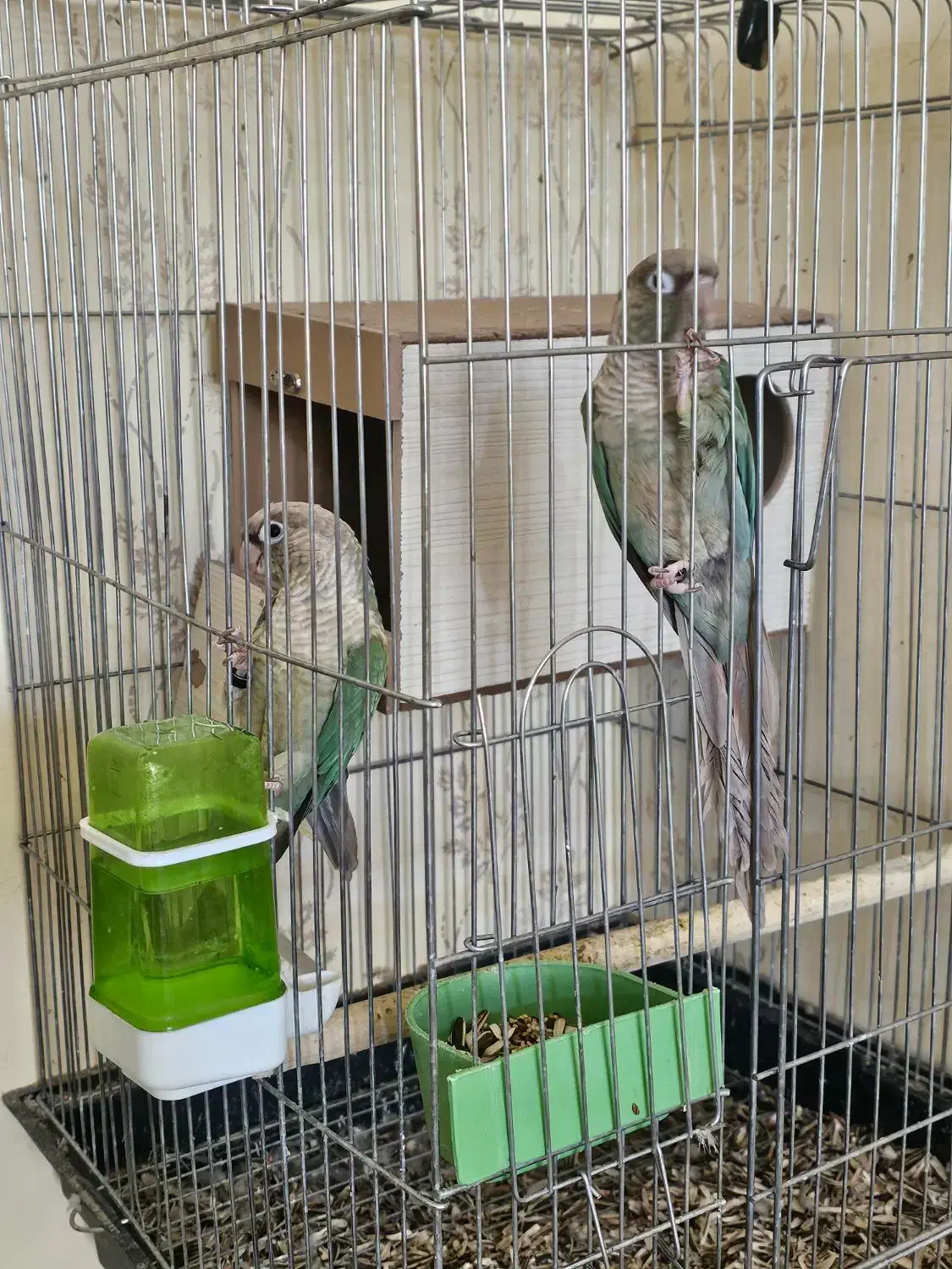 جفت گرینچیک فیروزه ای|پرنده|جیرفت, |دیوار