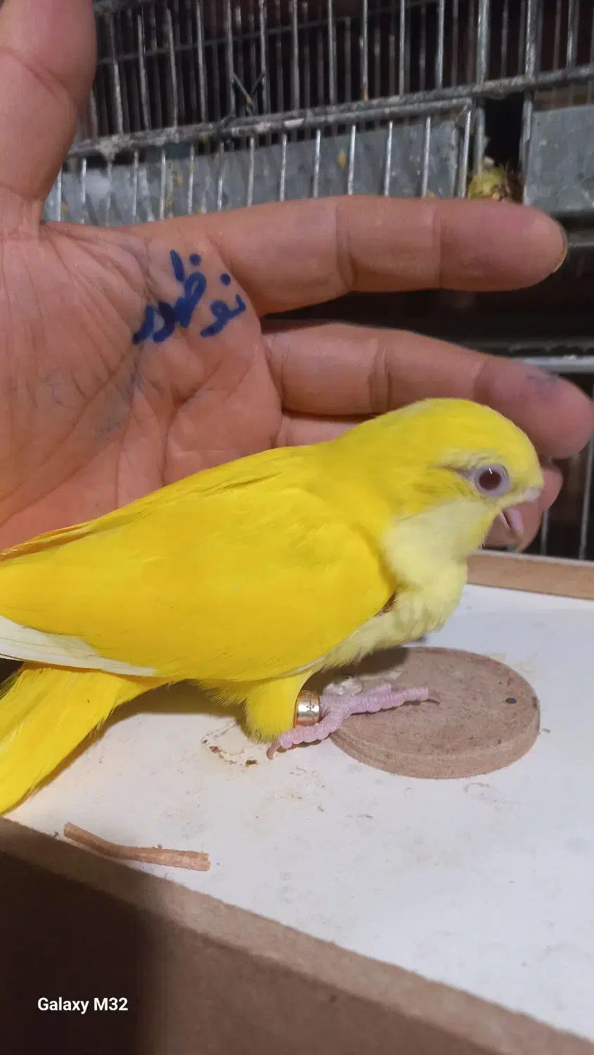 طوطی سرلاکی راهب ، خورشیدی ، ملنگو|پرنده|اردبیل, |دیوار