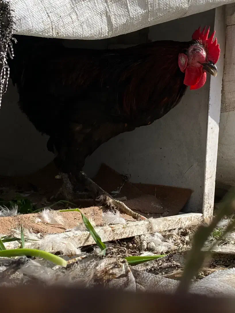 خروس مرندی|حیوانات مزرعه|سرپل ذهاب, |دیوار