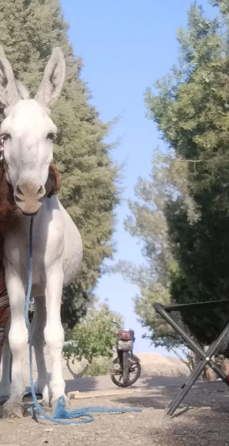 خر سفید گمشده|حیوانات|اشتهارد, |دیوار