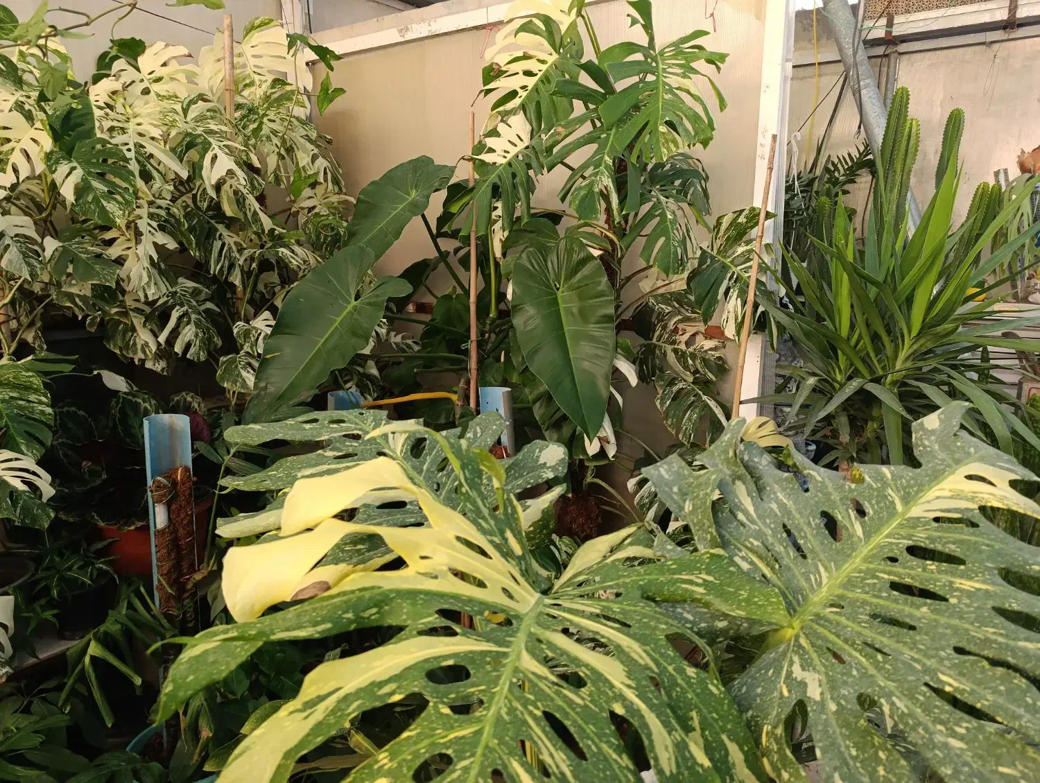 گیاه برگ انجیری|گل و گیاه طبیعی|تهران, شهرک علم و فناوری|دیوار