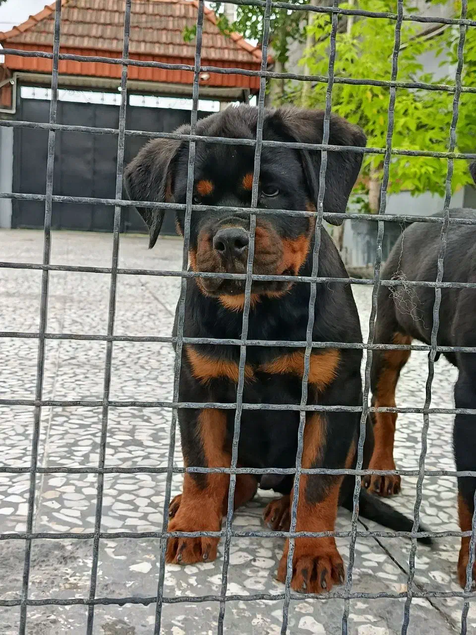 روتوایلر نر چهارماهه و دوعدد یکسالونیم|سگ|آکند, |دیوار